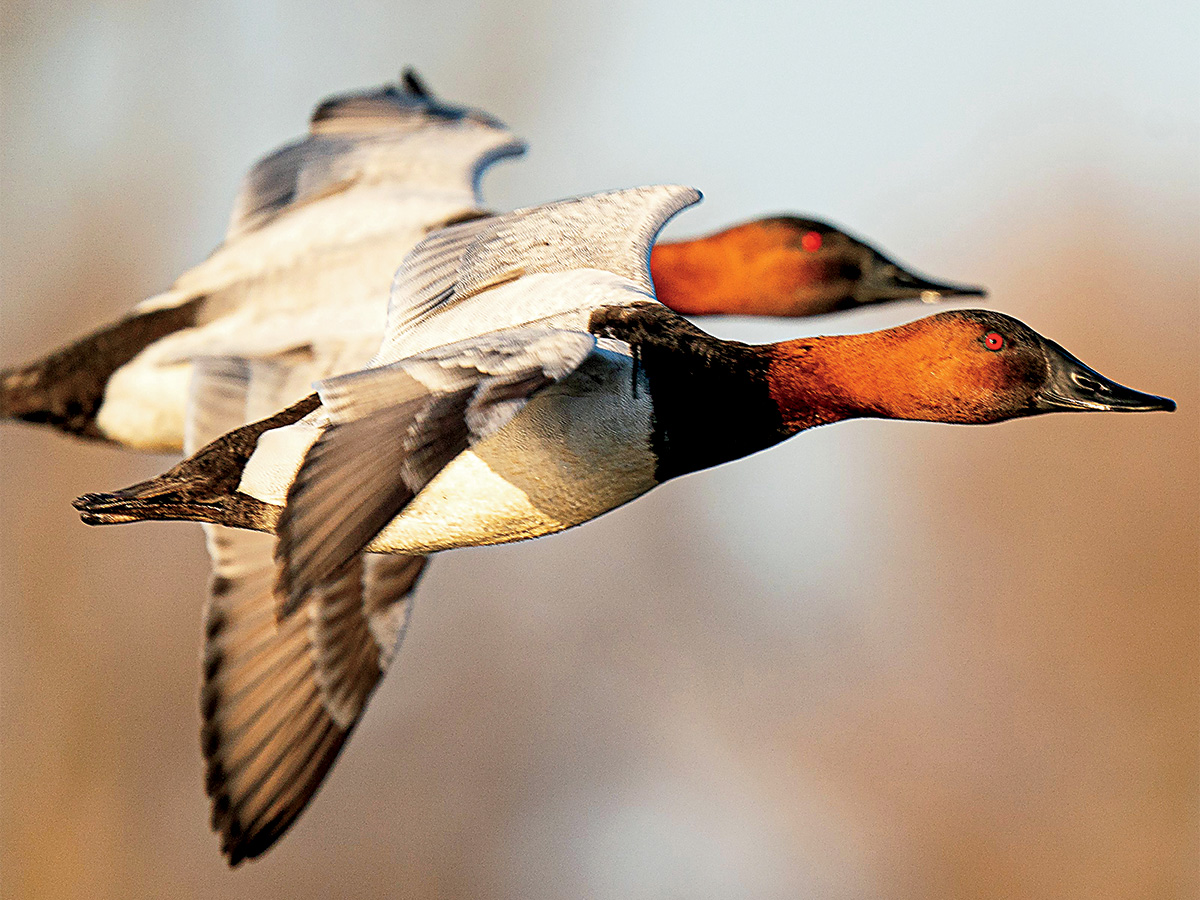 Phil Kahnke_Canvasbacks.jpg